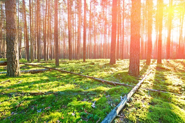 Salida del sol en el bosque de pinos —  Fotos de Stock