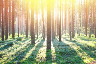 Çam ormanında gün doğumu