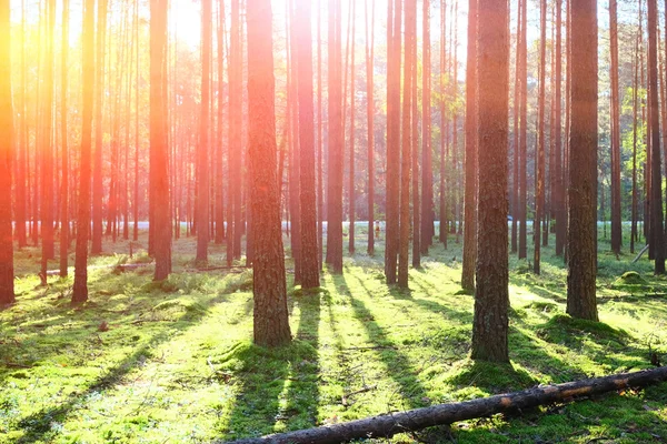 Lever de soleil dans la forêt de pins — Photo