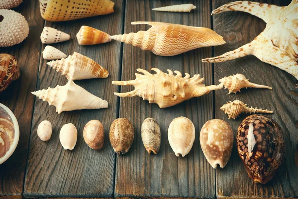 Mořské mušle kolekce — Stock fotografie