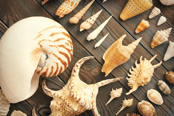 Mořské mušle kolekce — Stock fotografie