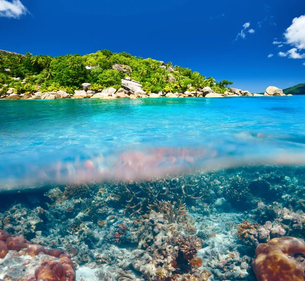 Coral reef at Seychelles — Stock Photo, Image