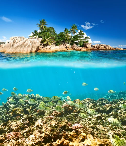 Coral reef and fish at Seychelles — Stock Photo, Image