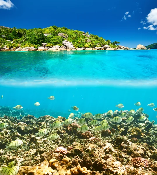 Recifes de coral e peixes nas Seicheles — Fotografia de Stock