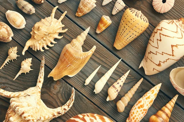 Marina Seashell samling — Stockfoto