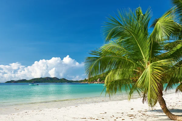 Schöner Strand mit Palme — Stockfoto