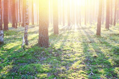 Çam ormanında gün doğumu