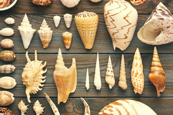 Seashells collection on wood — Stock Photo, Image