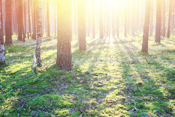 Salida del sol en el bosque de pinos —  Fotos de Stock