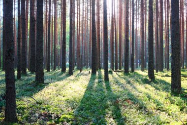 Çam ormanında gün doğumu