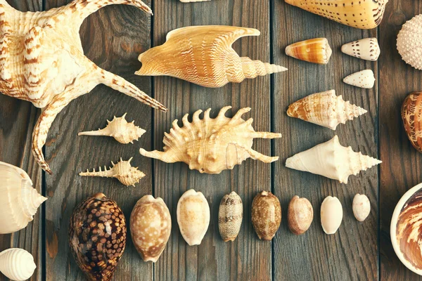 Seashell collection on wooden background — Stock Photo, Image