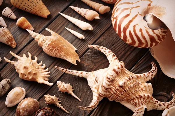Seashell samling set — Stockfoto