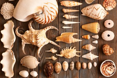 Seashells toplama seti