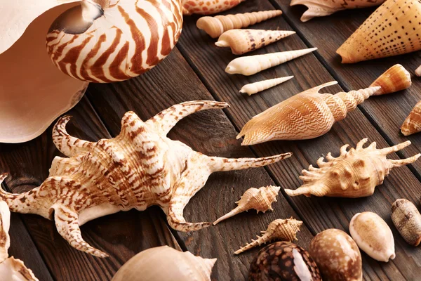 Seashells Collection set — Stockfoto