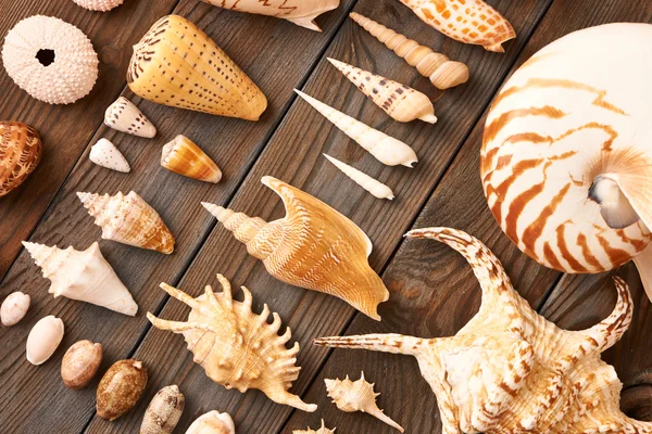 Bella collezione Seashells — Foto Stock