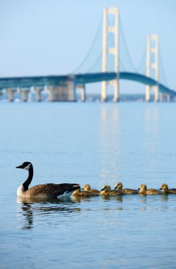 Ördek yavrusu ve Mackinac Köprüsü ile ördek