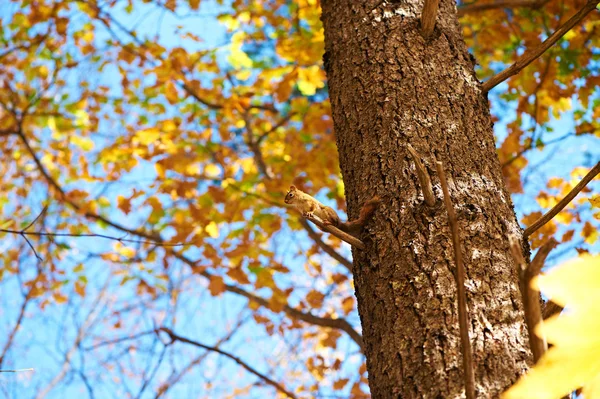 リスと秋の風景 — ストック写真