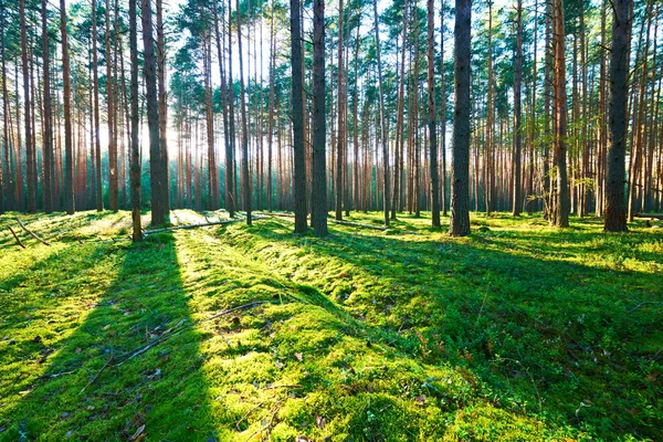 Salida del sol en el bosque de pinos — Foto de Stock