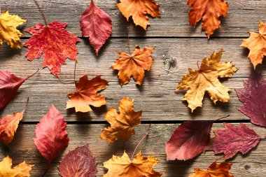 Sonbahar akçaağaç yaprakları