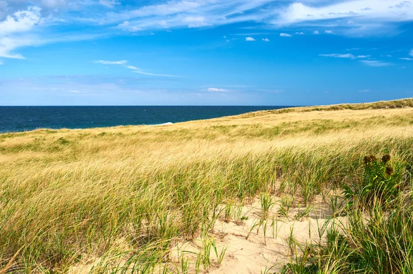 Sand dunes at Cape Cod — Stock Photo, Image