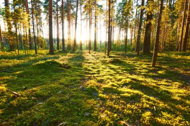 Çam ormanında gün doğumu