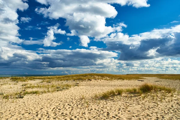 Піщані дюни в cape cod — стокове фото