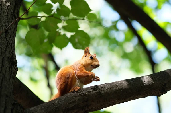 Κόκκινος σκίουρος στο δέντρο — Φωτογραφία Αρχείου