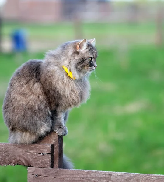 Cat on wooden fence — Stock Photo, Image