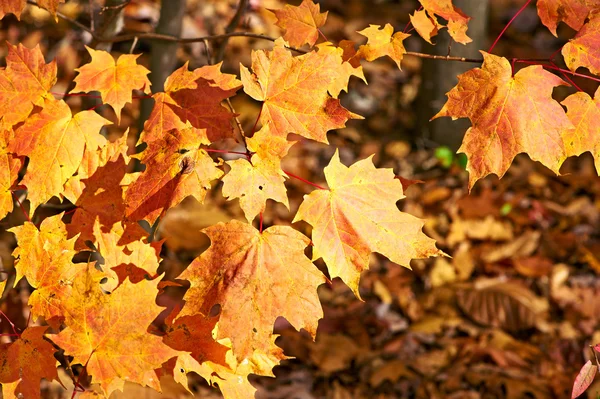 Autumn maple leaves — Stock Photo, Image