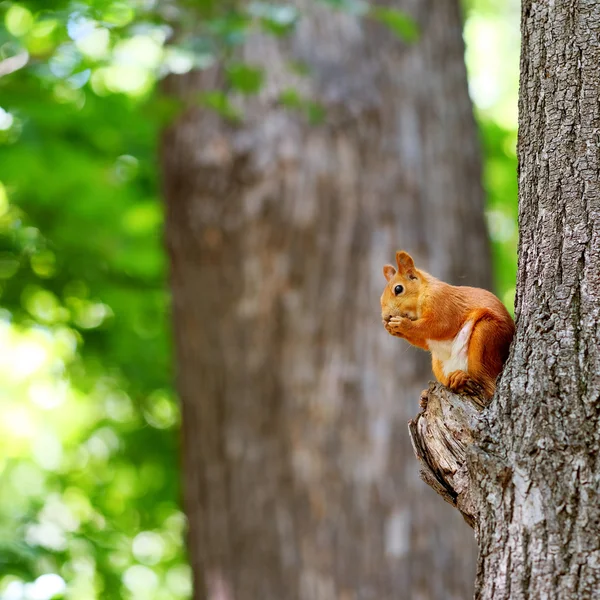 Squirrel eating nut — Stock Photo, Image