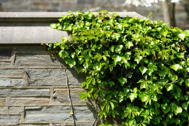 Yeşil sarmaşık duvar 