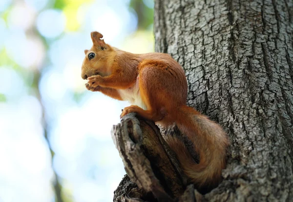 견과 먹는 다람쥐 — 스톡 사진