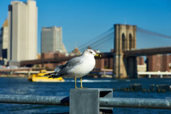 Mouette avec horizon Manhattan — Photo