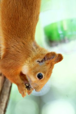 Sincap fındık yemek