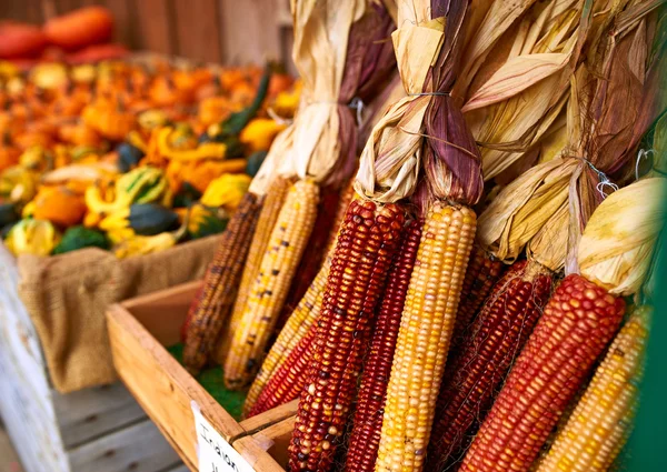 Bunches of indian corn — Stock Photo, Image