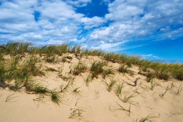 Sand dunes at Cape Cod — Stock Photo, Image