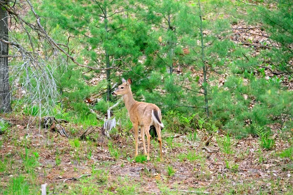 可爱的鹿在森林 — 图库照片