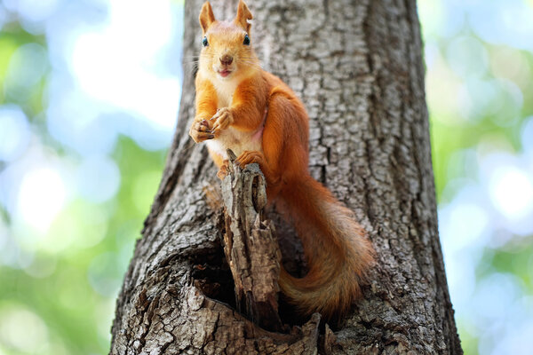 Cute Red squirrel on a tree