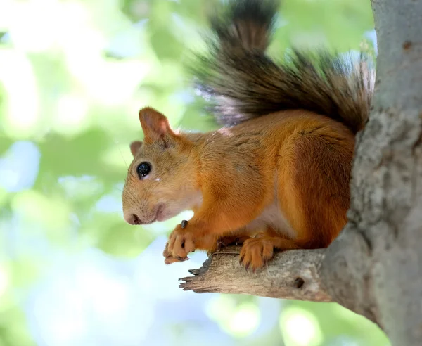 Niedliches Rotes Eichhörnchen — Stockfoto