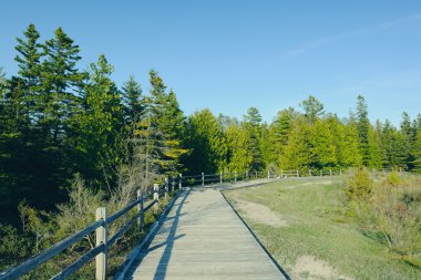 orman içinde ahşap tahta 