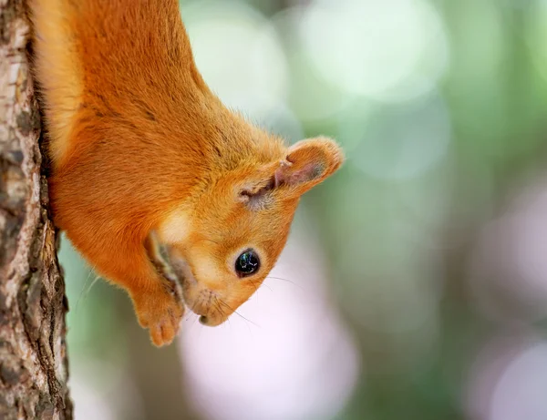 Eichhörnchen fressen Nuss — Stockfoto