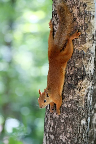 Lustiges rotes Eichhörnchen — Stockfoto