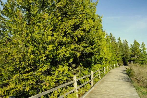 Wooden boardwalk in forest — Stock Photo, Image