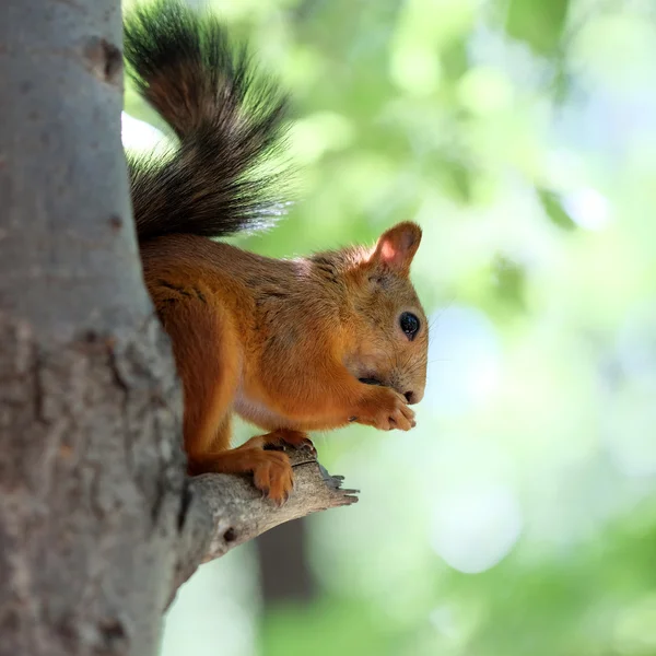 Eichhörnchen fressen Nuss — Stockfoto