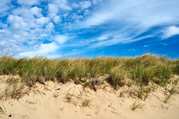 Wydmy na cape cod — Zdjęcie stockowe