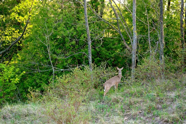 Niedliche Rehe im Wald — Stockfoto