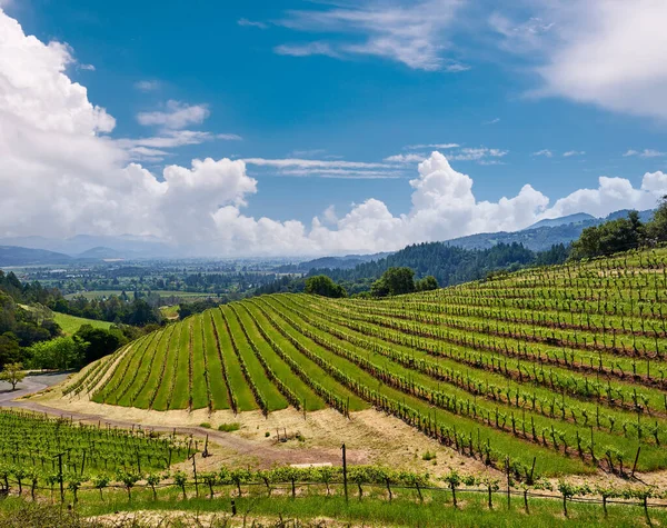 Weinbaulandschaft Kalifornien Usa — Stockfoto