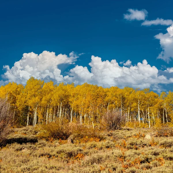 Aspen Grove Outono Rocky Mountain National Park Colorado Eua — Fotografia de Stock