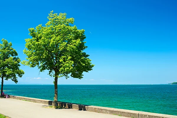 Árboles junto al lago de Constanza en Alemania — Foto de Stock