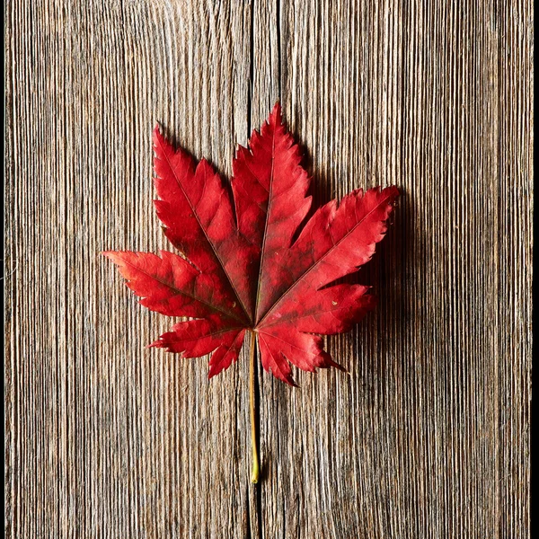 Autumn maple leaf over wooden background — Stock Photo, Image